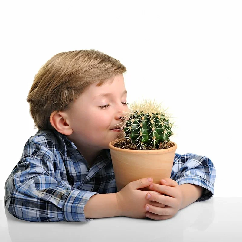 Honest Cactus